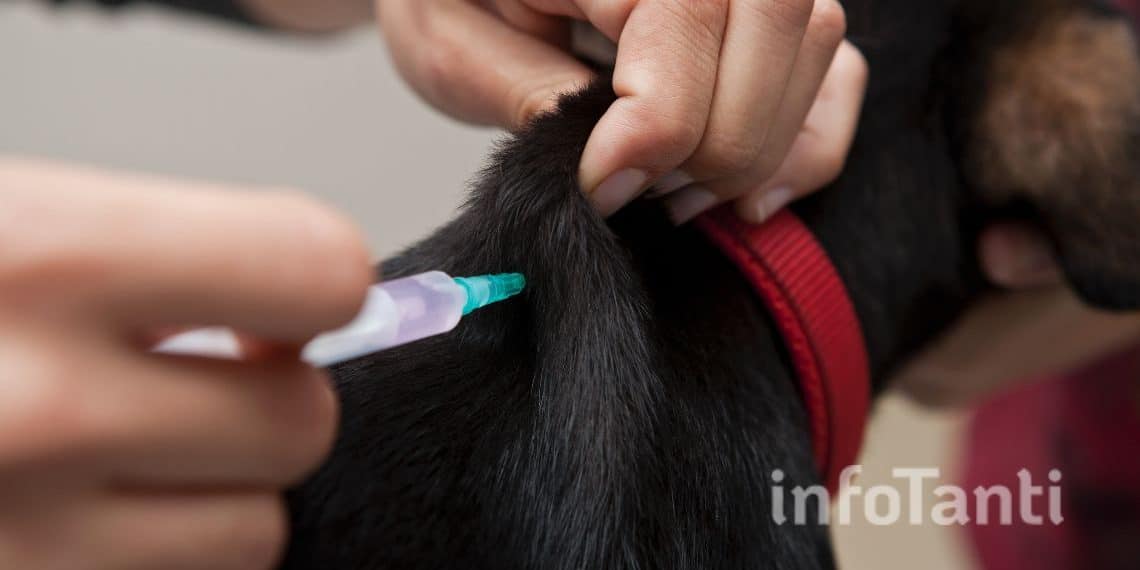 Un cachorro siendo vacunado