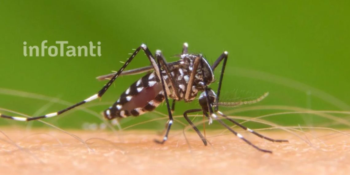 Alerta. A pesar de que se espera la llegada de días fríos, los casos de dengue siguen subiendo (Archivo)